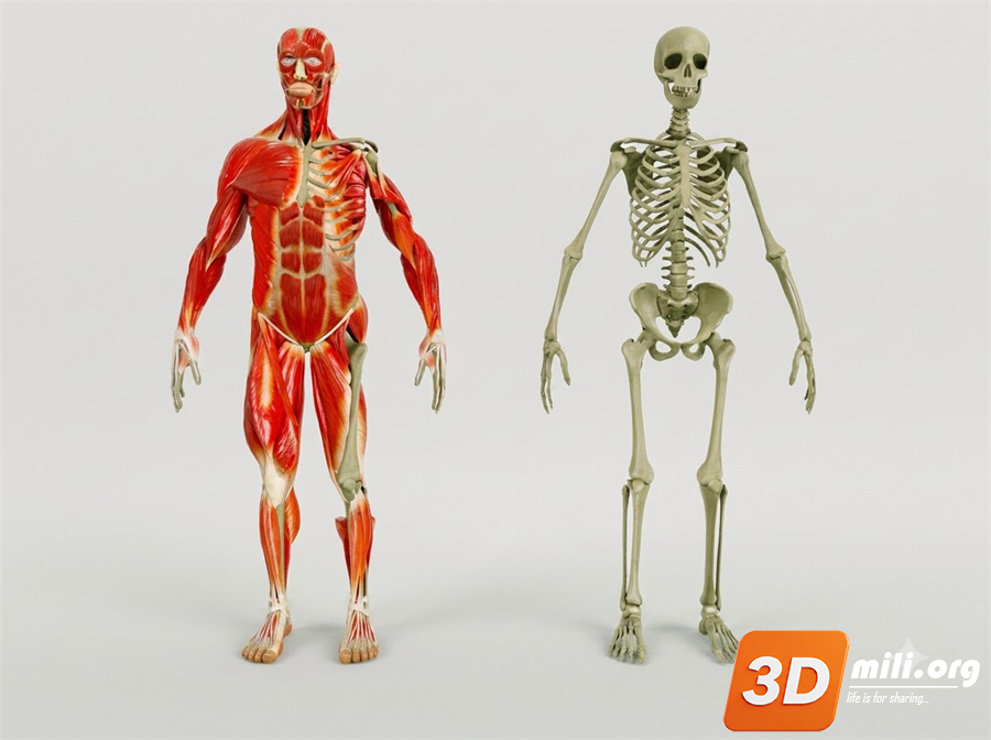 Medical Equipment Skp Files